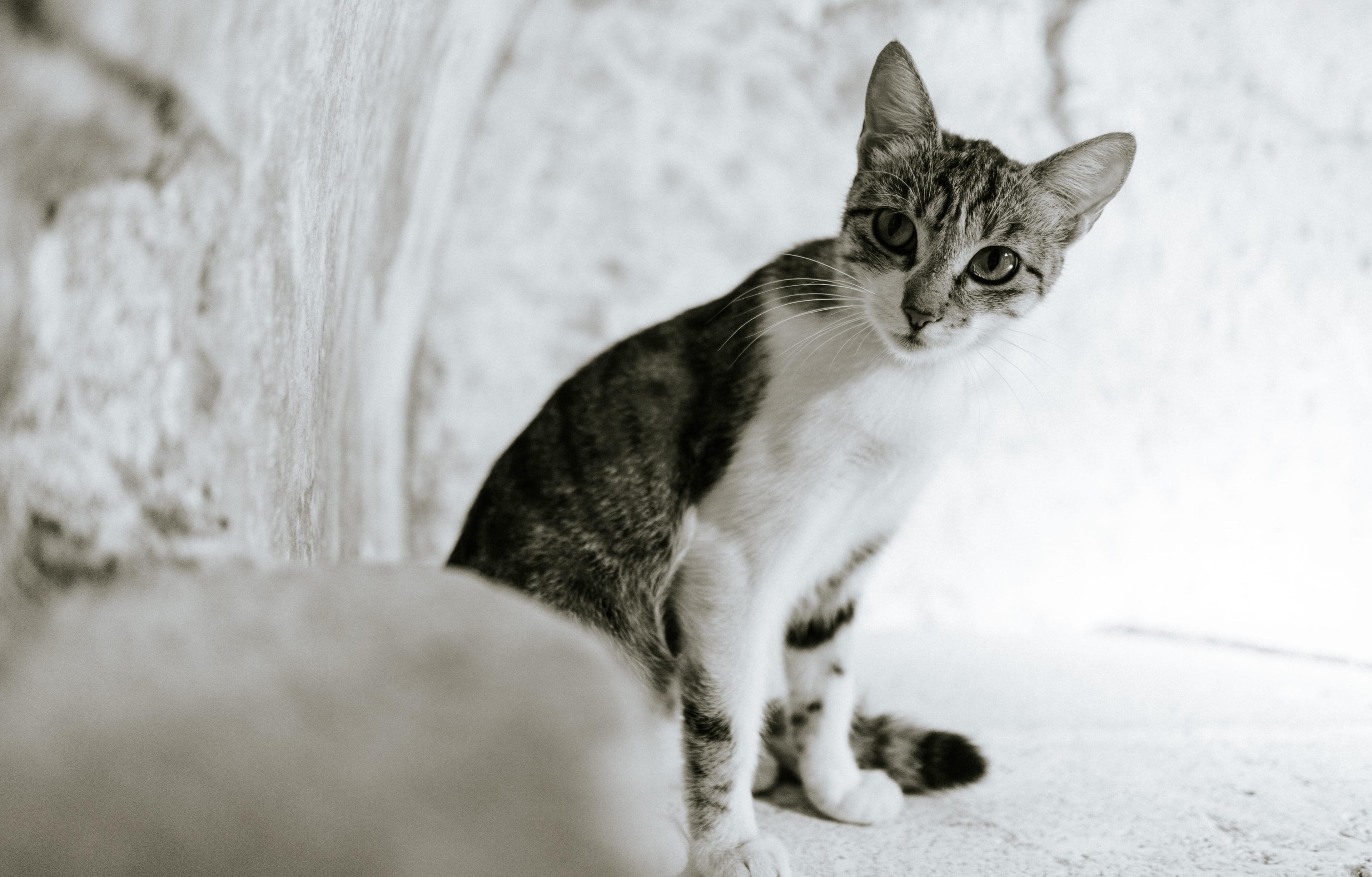 Black white cat bay kotor