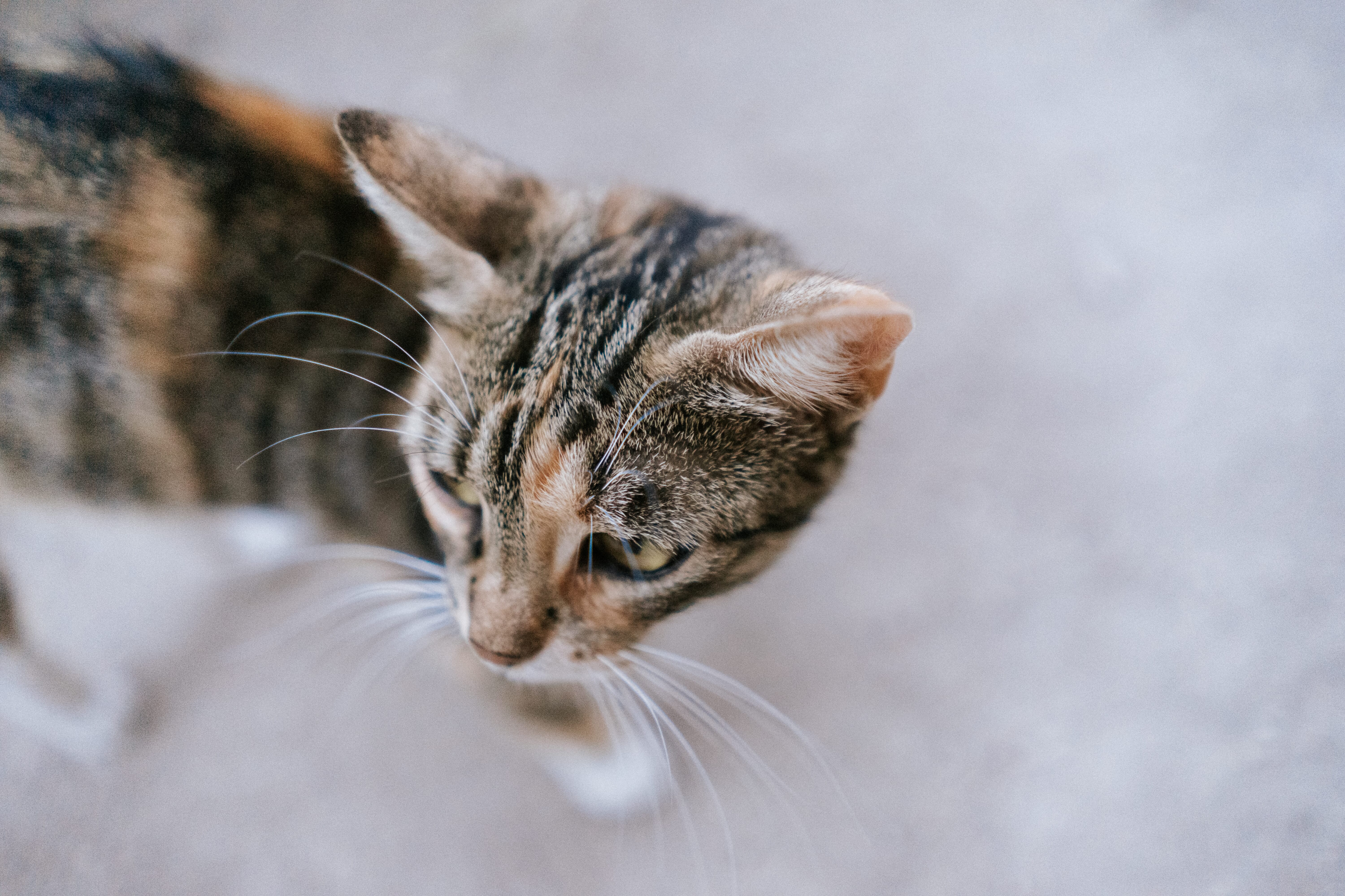 Cat face close up