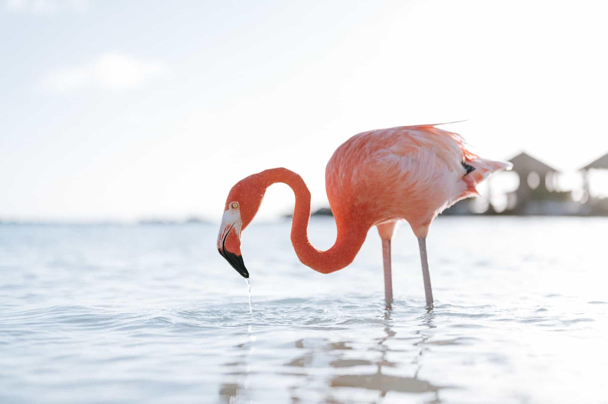 Pink flamingo water scene