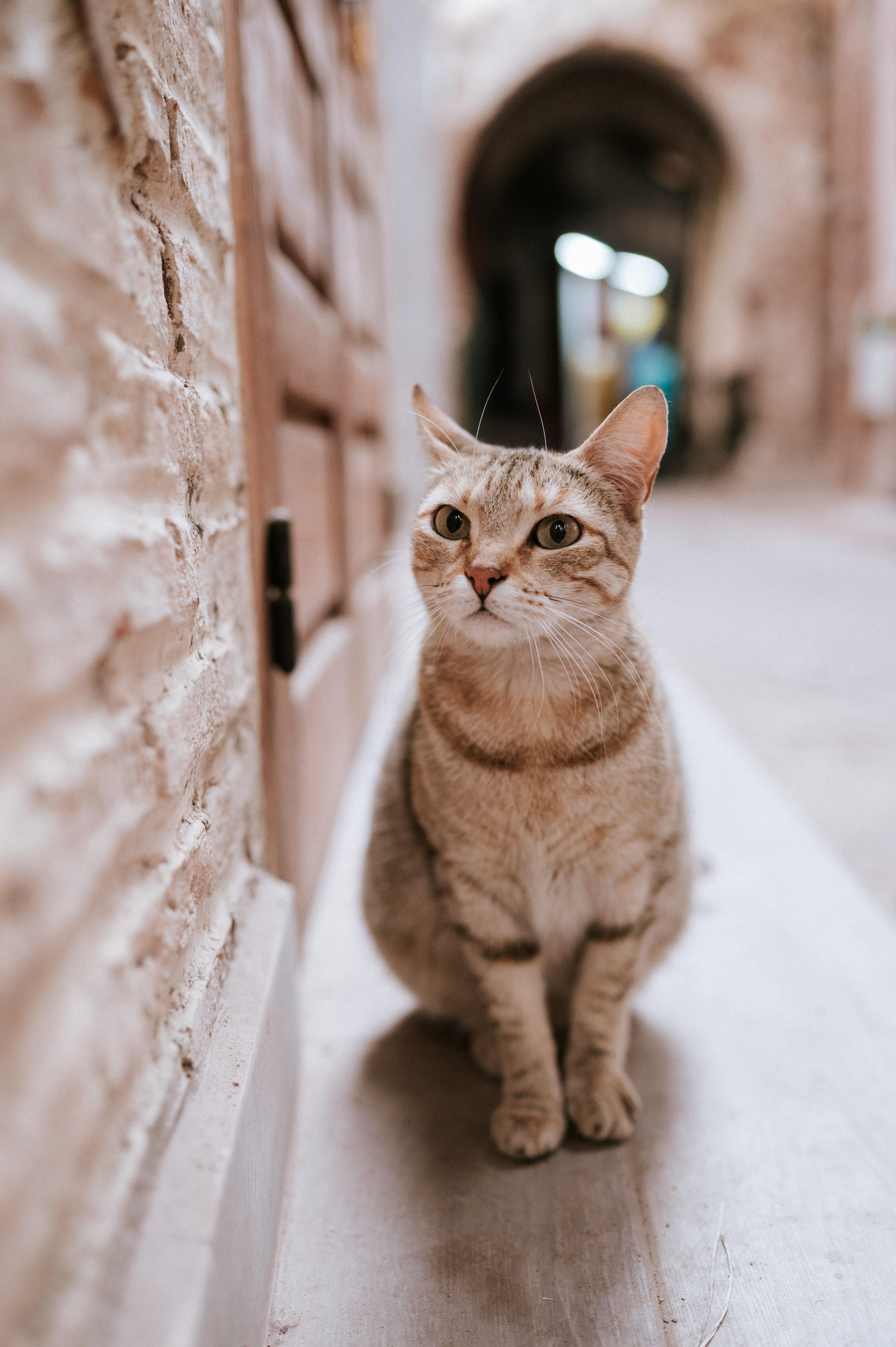 cat sitting on ledge