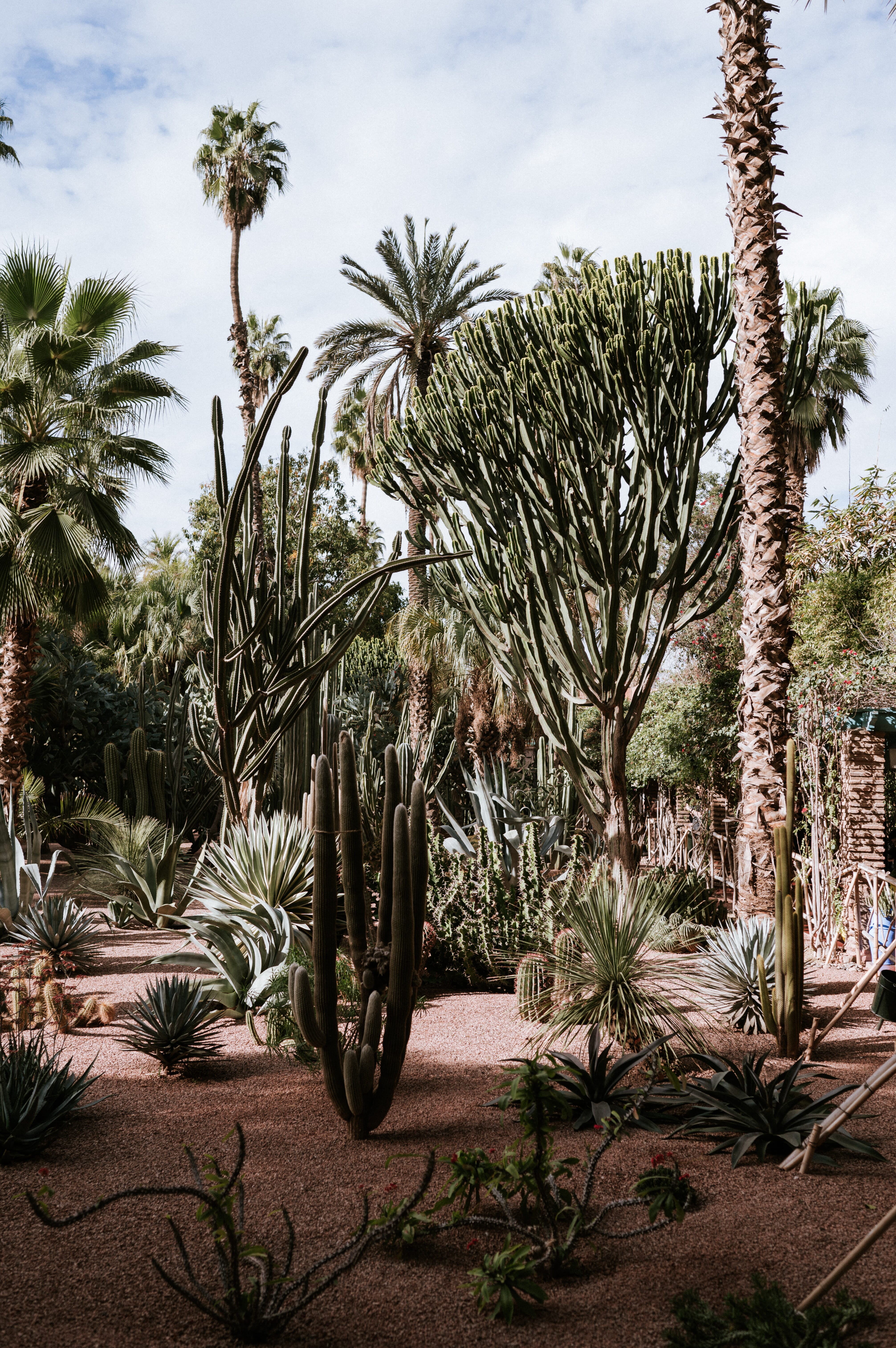 Palm trees garden view