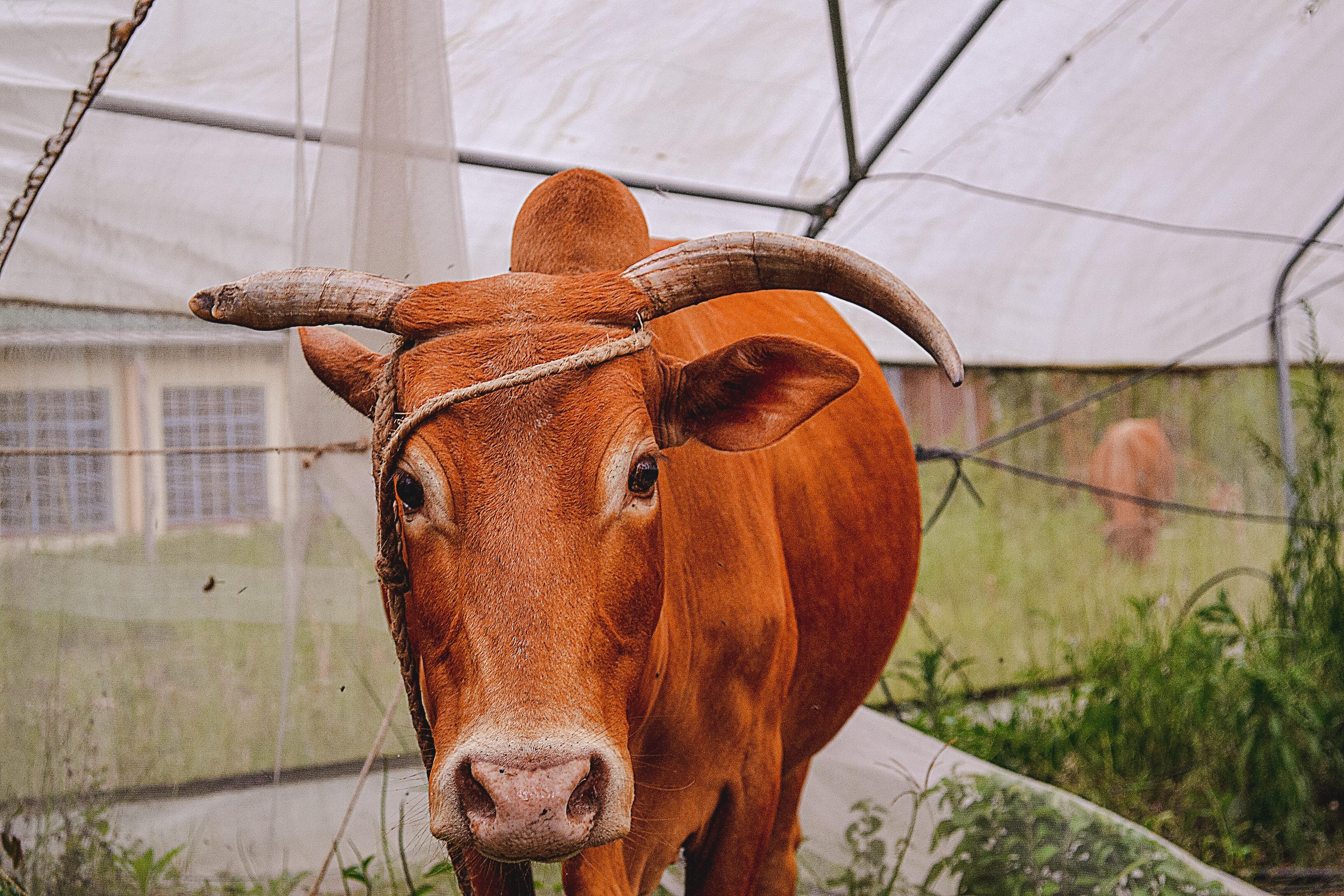 Brown cow Kenya village