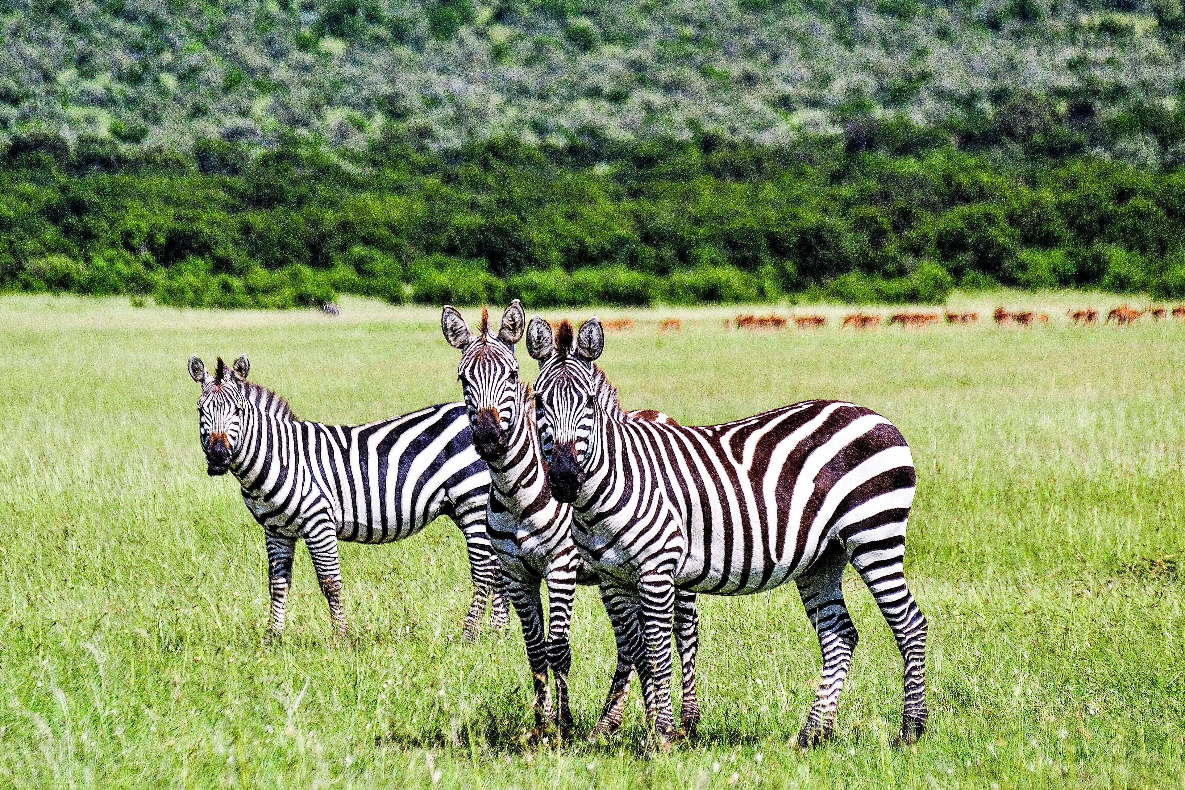 Zebras field grazing