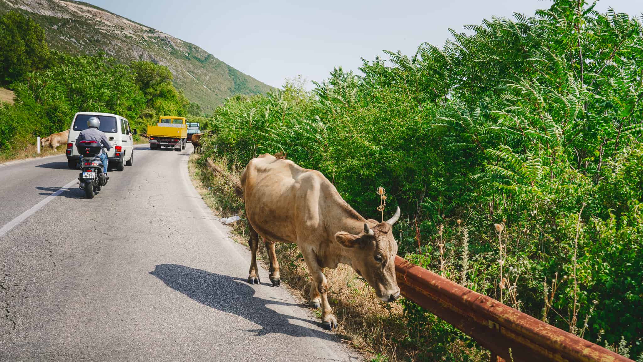 A bull walking on the side of the road while driving through the Montenegro countryside