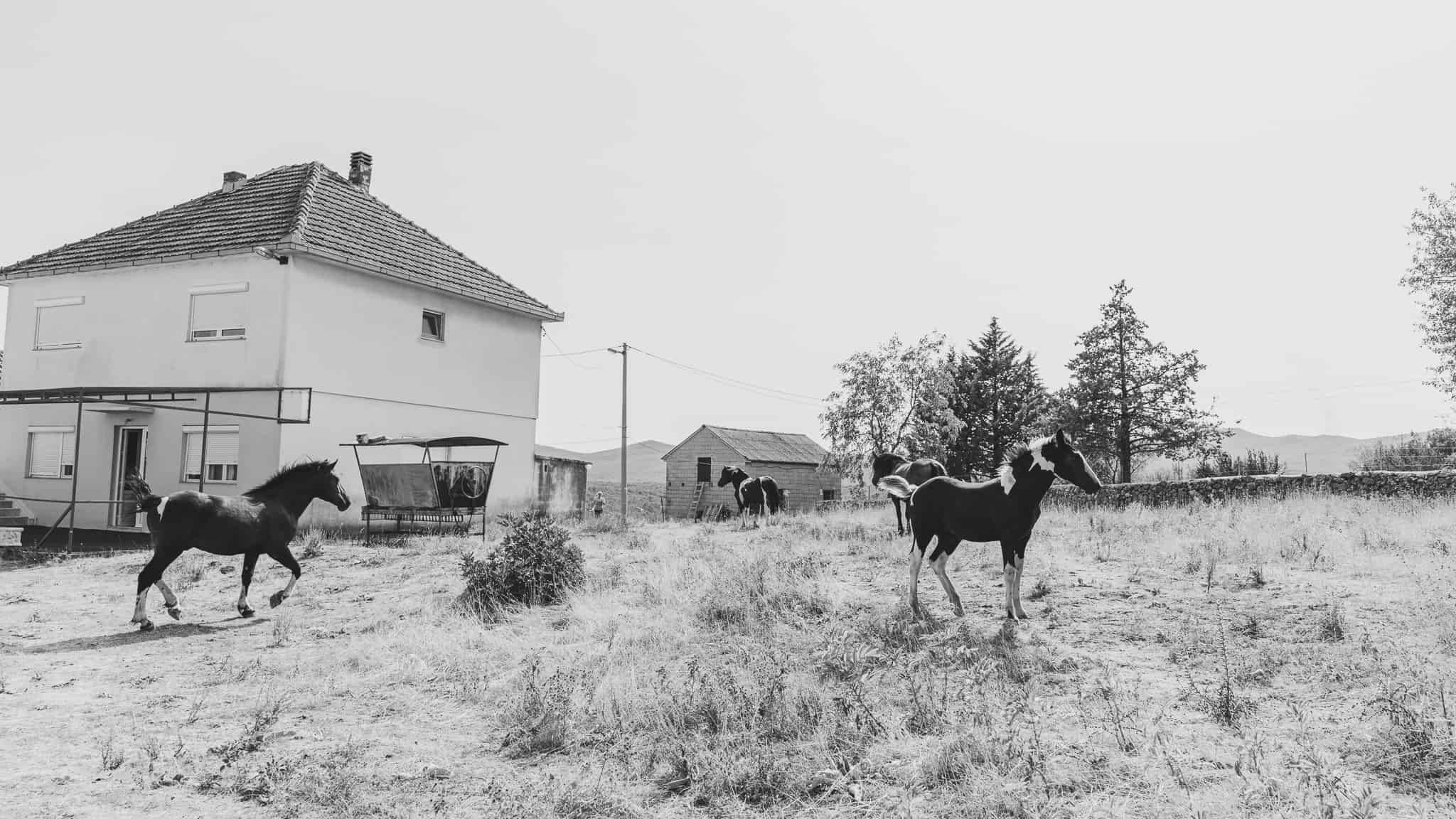 Black and white photo of horses running on a farm in the Montenegro countryside